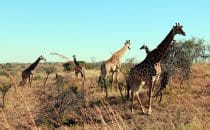 Hluhluwe-Imfolozi - Giraffen, Südafrika