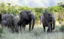 Hluhluwe-Imfolozi - Elefanten, Südafrika