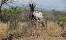 Hluhluwe-Imfolozi - Zebra, Südafrika