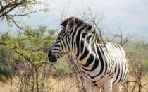 Hluhluwe-Imfolozi - Zebra, South Africa