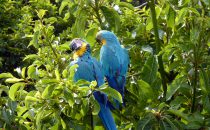 blue-and-yellow macaw in San Agustin, Colombia © Edelmann