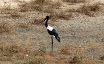 Saddle-billed stork Kruger Park, South Africa