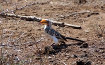 Southern Yellow-billed Hornbill, Swaziland