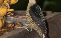 Schläfenfleckspecht, © La Carolina Lodge, Costa Rica