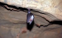 Fledermaus in den Echo Caves, Südafrika