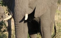 Elefant Kruger Park, Südafrika