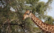 Giraffe Kruger Park, Südafrika