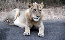 Löwe Kruger Park, Südafrika