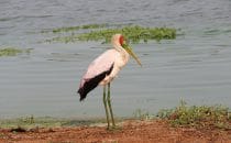 Yellow-billed stork Kruger Park, South Africa