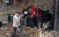 Zuckerrohr wird zu Panela, Kolumbien