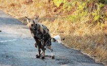 Hluhluwe-Imfolozi - seltener Anblick, Wildhund, Südafrika