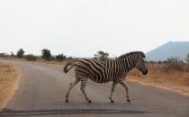 Zebra, Kruger Park, South Africa