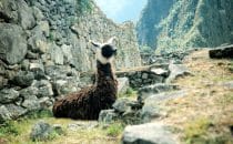 Machu Picchu - "Lama's got a break", Peru