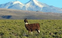 Cordillera Lípez, Bolivia © Bertram Roth