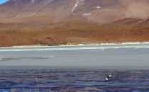 Laguna Hedionda, Altiplano, Bolivien