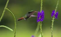Kolibri, Boca Tapada © Maquenque Lodge