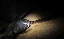 snake, Boca Tapada, © Maquenque Lodge