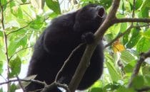 howler monkey, Punta Gorda, Toledo district, Belize