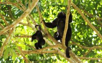 howler monkeys, Punta Gorda, Toledo district, Belize