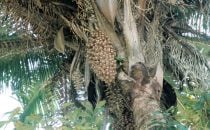 Cohune Palm (wild oil palm) in Xunantunich, Belize
