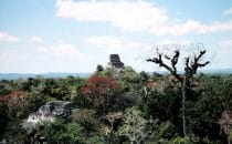 Blick von Tempel 4 in Tikal, Guatemala