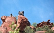 baboon cliff at andersson trail, Namibia © Waterberg Wilderness