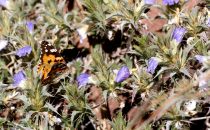 Schmetterling, Namibia © Waterberg Wilderness