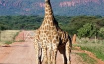 Giraffen, Namibia © Waterberg Wilderness