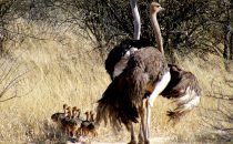 ostrich family, Namibia © Waterberg Wilderness