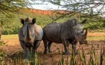 rhinos, Namibia © Waterberg Wilderness