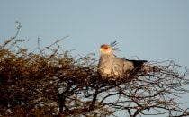 Sekretärsvogel im Nest, Namibia © Waterberg Wilderness