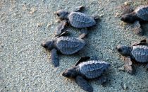 just released sea turtles of the Centro Mexicano de la Tortuga, Pacific Coast, Mexico