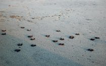 gerade freigelassene Meeresschildkröten des Centro Mexicano de la Tortuga, Pazifikküste Mexiko