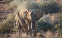 desert elephant near White Lady Lodge, Namibia