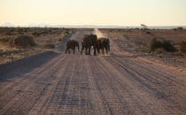 desert elephants near White Lady Lodge, Namibia