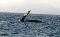 Whale watching, Bahía Magdalena, Baja California Sur, Mexico © Albertine Psula