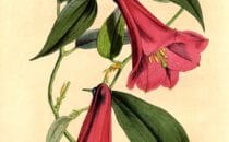Liliaceae_Lapageria_rosea