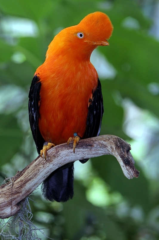 Andenfelsenhahn (Rupicola peruvianus), Nationalvogel Peru