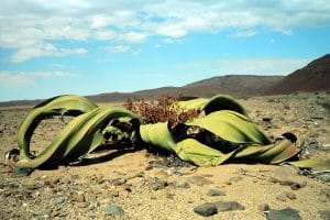 Welwitschie, Nationalpflanze Namibia