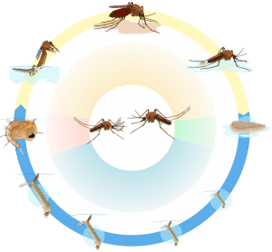 Lebenszyklus eines Moskitos