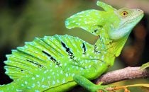 grüner Lizard, Boca Tapada © Maquenque Lodge