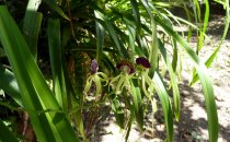 Orchideen in Lamanai, Belize