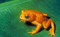 Monteverde Schutzgebiet, Goldkröte (ausgestorben)