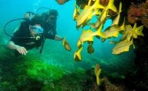 Diving on Fernando de Noronha, Brazil