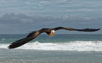 Fregattvogel - Fernando de Noronha, Brasilien