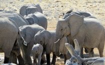 Elephanten, Etosha Nationalpark, Namibia