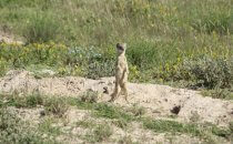 Meerkat, Etosha National Park, Namibia