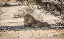 Löwe, Etosha Nationalpark, Namibia