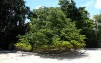 poisonous Manzanillo tree in Manuel Antonio National Park, Costa Rica