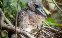young bird, Tortuguero National Park, Costa Rica